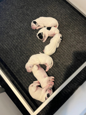 CHIOT 6